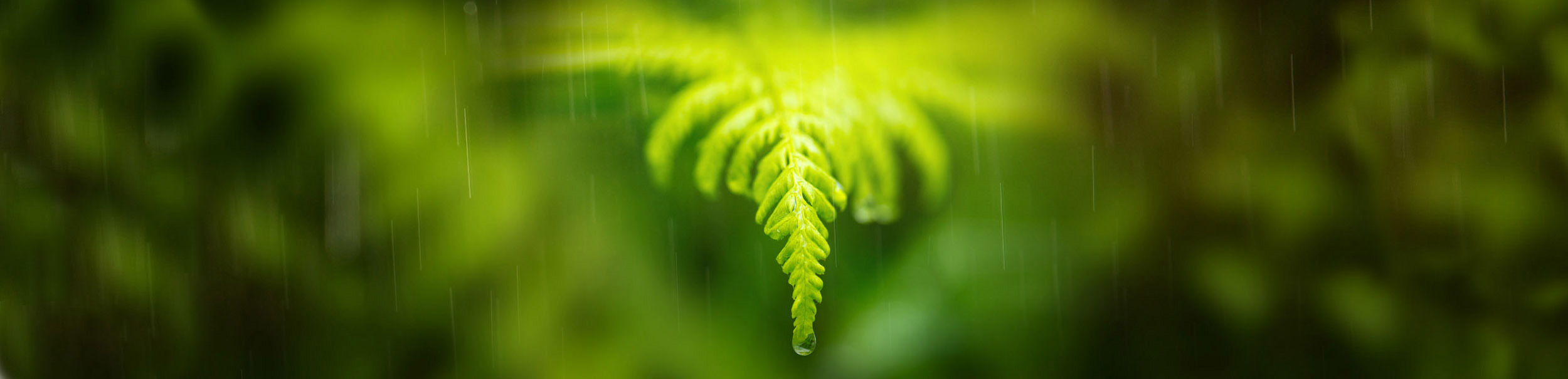 Rain on ferns